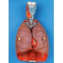 HUMAN THORACIC ORGANS (ANAT-MAGNIFIED MODEL OF LARYNX, HEART & LUNGS) (SOFT))